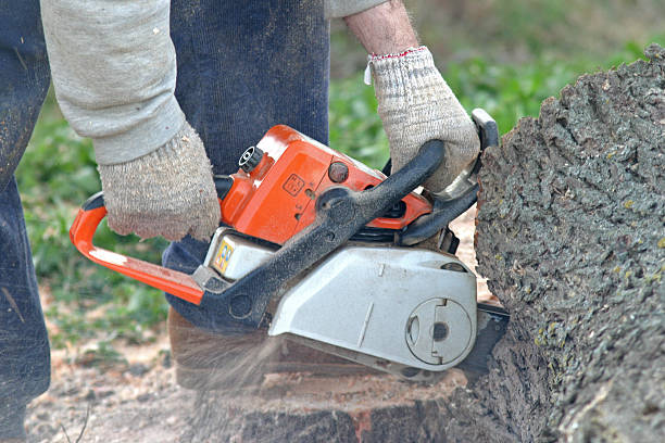 Trusted Warminster Heights, PA Tree Services Experts